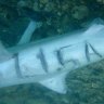 The dead shark with Lisa’s name carved into it at Ammo Jetty.