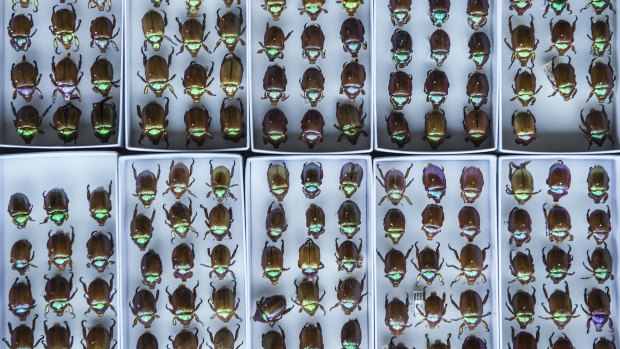 Part of the beetle collection at the Australian Museum; the museum is home to more than 18 million scientific specimens and cultural objects.
