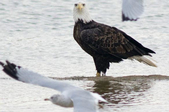 A bald eagle watches a seagull in Gibson County, Indiana. 