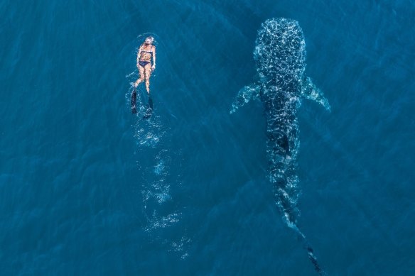 More to Ningaloo Reef than the world’s biggest shark