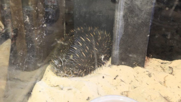 The live female echidna was found during a police raid at Prenzlau on August 17.