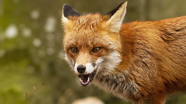 smh.com.au - Rob Harris - Smart traps and AI baits: The high-tech push to target Australia's foxes