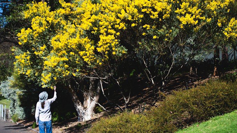 Sydney forecast for hotter spring after unusually warm winter