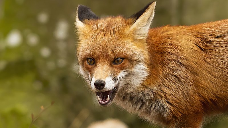 Australia deploys AI and thermal cameras to combat 1.7 million foxes (australia) — SMH