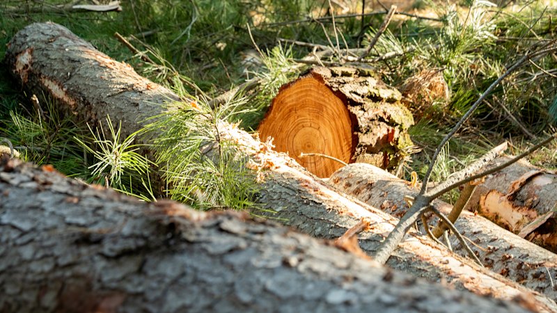 Future Fund-backed OneFortyOne in mega forestry deal