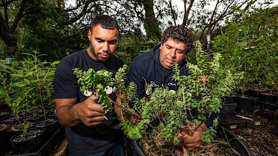 Peter Cooley, CEO of Indigrow, an Indigenous social enterprise and nursery that is trying to save one of Sydney’s critically endangered ecological treasures, the Eastern Suburbs Banksia Scrub. Peter is pictured with Tahi Williams-Forbes (left) with a rare Five Corners or Bush Lollies (Styphelia Viridis).