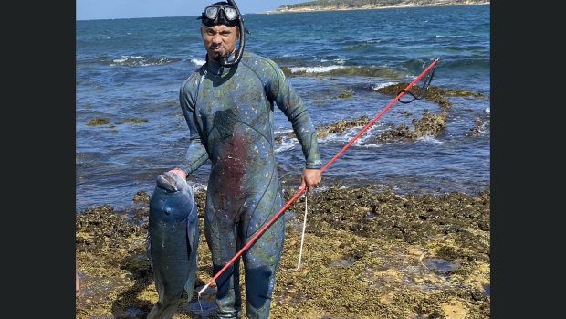 Blue groper spearfishing sparks investigation in Sydney’s south