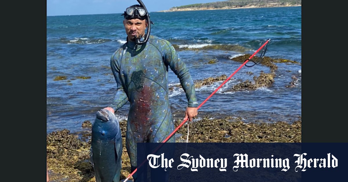 Why Cronulla won't get a marine park to save Gus the Groper's mates - Vimarsana News