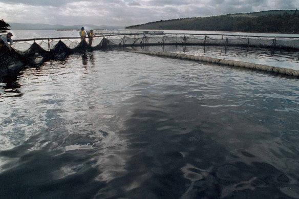 The Tasmanian salmon industry is at the centre of a protracted and polarised political debate.