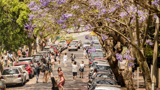 Sydney’s iconic jacarandas are one of the tree species at risk from climate change.