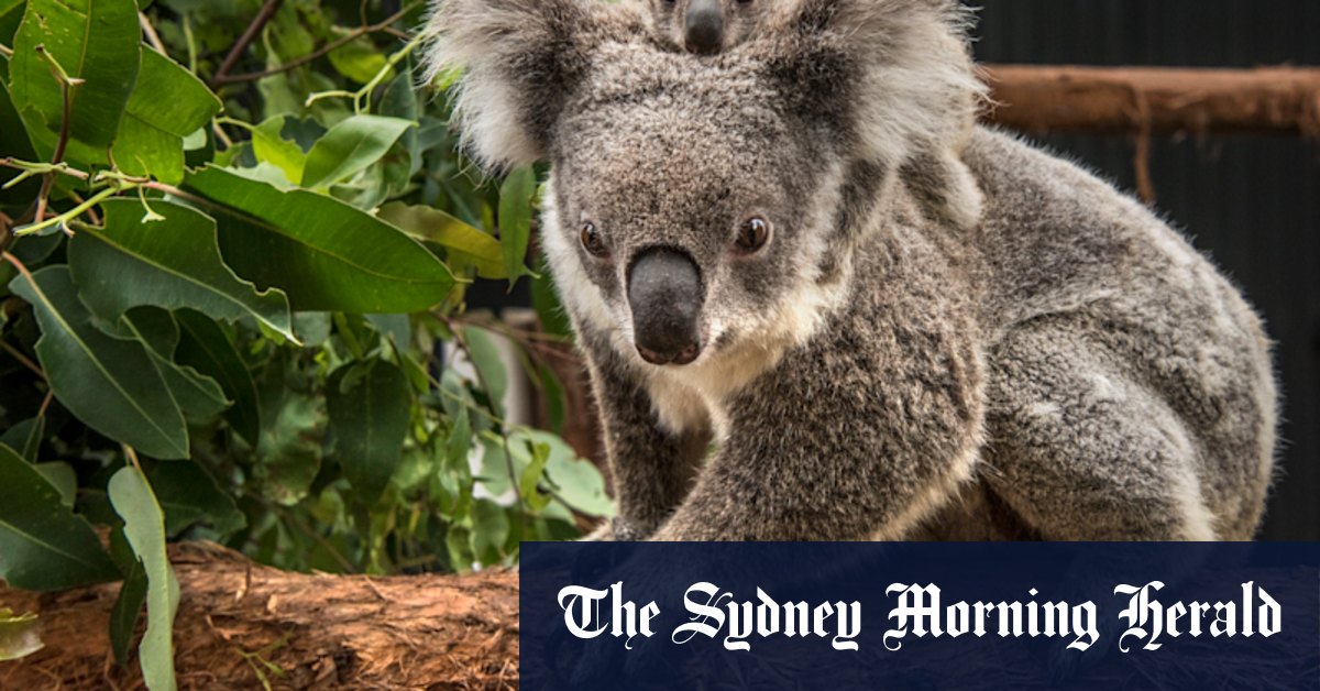 NSW's koala truce may be temporary as deep divisions remain - Vimarsana News