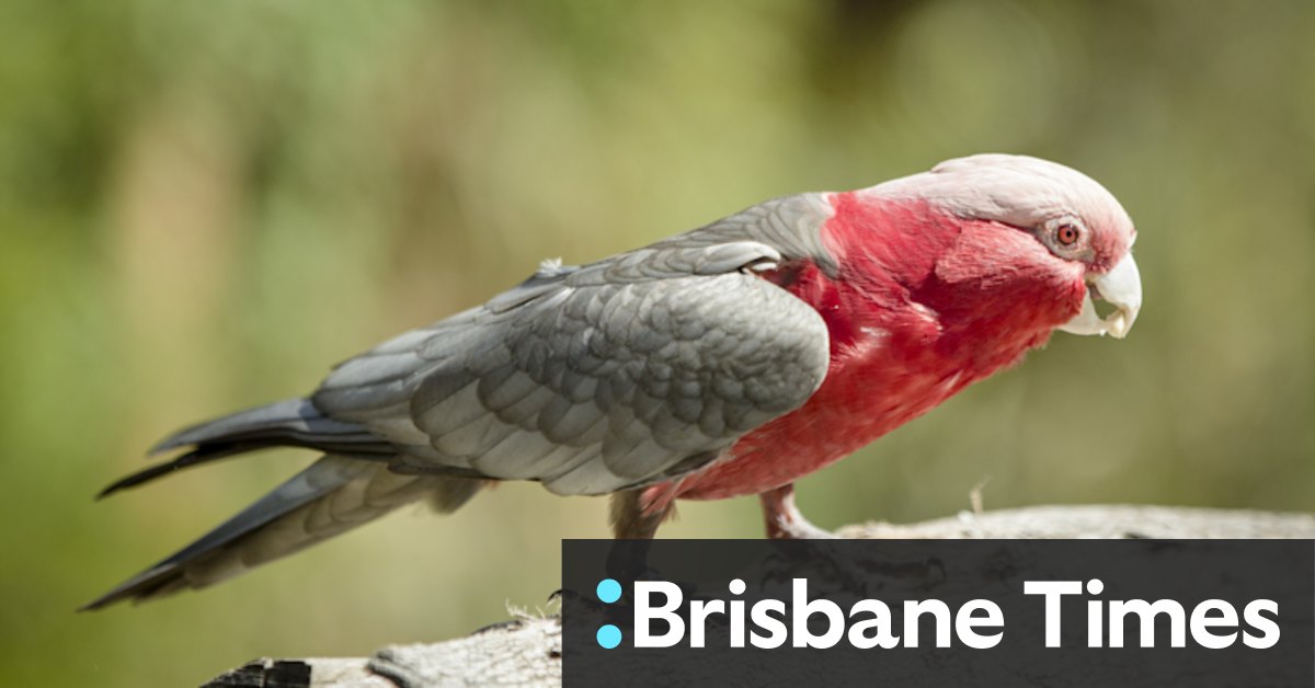 Worker awarded payout after he was fired for killing boss' pet galah - Vimarsana News
