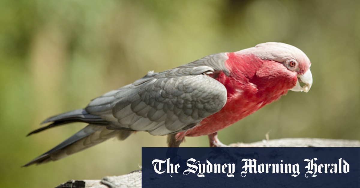 Worker awarded payout after he was fired for killing boss' pet galah - Vimarsana News