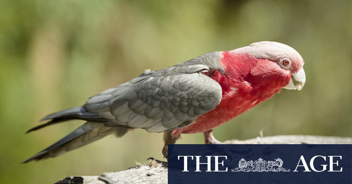 Worker awarded payout after he was fired for killing boss' pet galah - Vimarsana News
