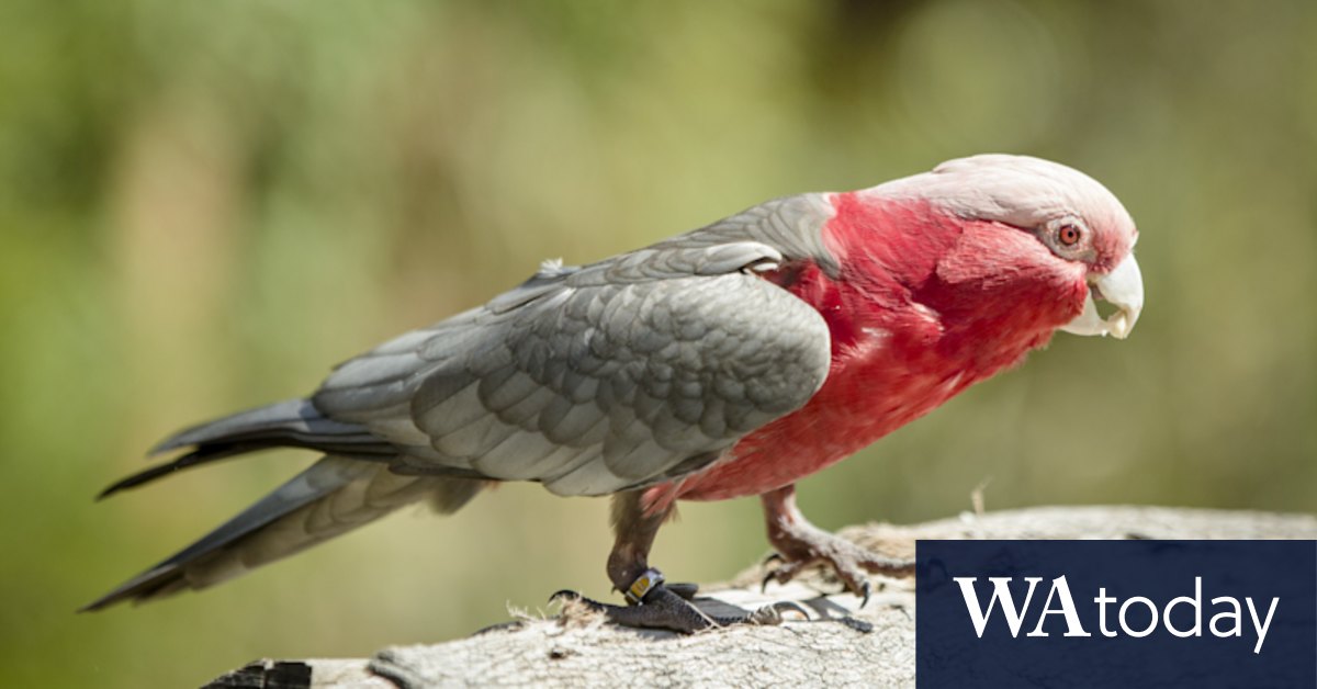 Worker awarded payout after he was fired for killing boss' pet galah - Vimarsana News