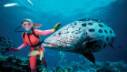 Great Barrier Reef tour operators are among those in the sector to take a hit from the coronavirus outbreak and recent bushfires (file image).