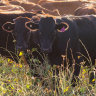 AACo back in the black on rising Wagyu beef sales