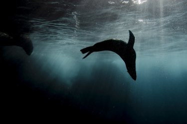 An Australian Fur Seal swims at the base of the cliffs under the Macquarie Lighthouse in Vaucluse on 26 June 2022. Photo: Brook Mitchell/The Sydney Morning Herald