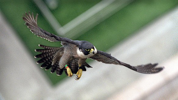 Fast as a racing car, a falcon can zigzag after prey at 15 g