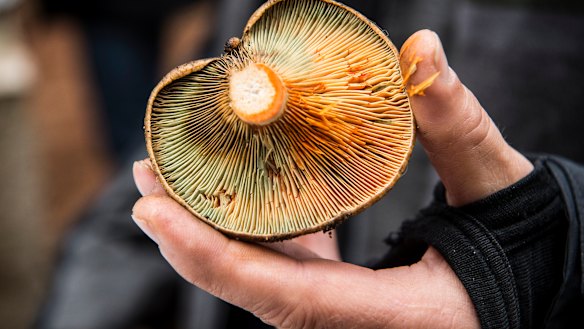 "We do so many things with mushrooms": Cornersmith cafe has a variety of mushroom-related products which come from foraging. 