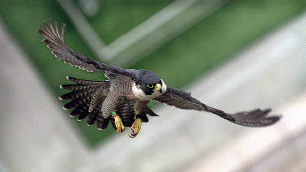 A peregrine falcon flies between city buildings.