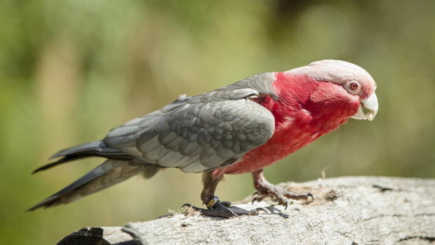 The accidental death of a galah (not the one pictured) has led to a worker’s payout for unfair dismissal.