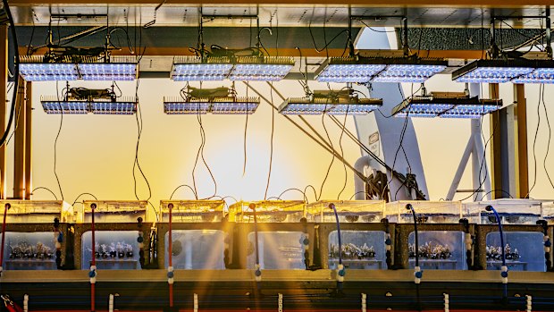The high-tech portable lab helping coral fight climate change