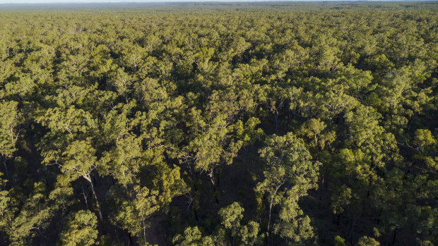 Old growth forest in the vicinity of Kingvale Station, where 1800 hectares is set to be cleared.