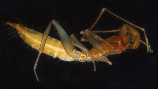 One of the new species of arachnid discovered living underground in WA's Pilbara. 