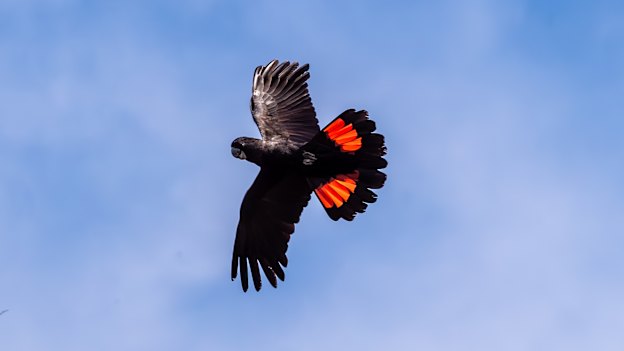 A red-tailed black cockatoo in flight.