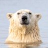In one of the world’s most incredible places, bears ruin everything