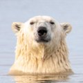 Too many bears, meaning it’s unsafe to land? Perhaps that signifies there are too many humans.