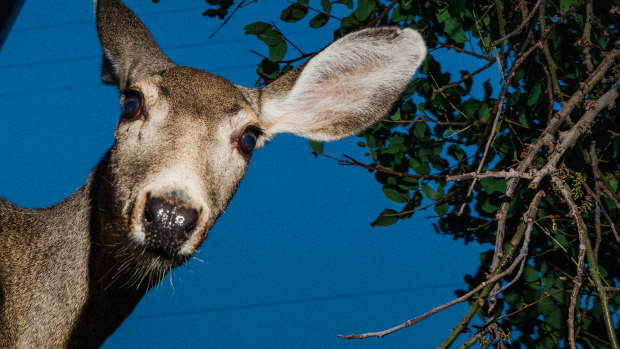 The plan to save a Californian island? Shoot all of the deer