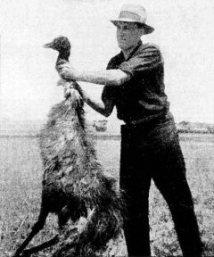 One of the birds shot by the machine-gun party.