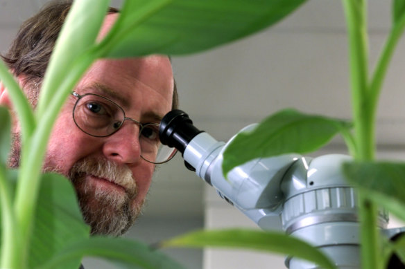 Professor James Dale studying Panama-resistance banana genes in the lab in 2001.