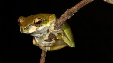 Kroombit tree frog
