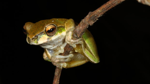 Kroombit tree frog