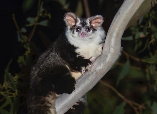 A greater glider in the forest slated for development at Callala Bay, photographed in June 2022.