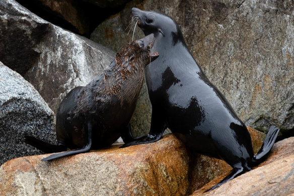 Seals in the inlet at Narooma on the South Coast of NSW, where changes have been made to nearby marine sanctuaries, opening them up to recreational fishing.