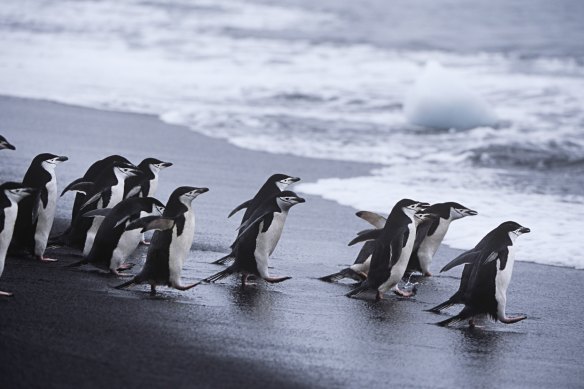 Chinstrap penguins head for the sea. 
