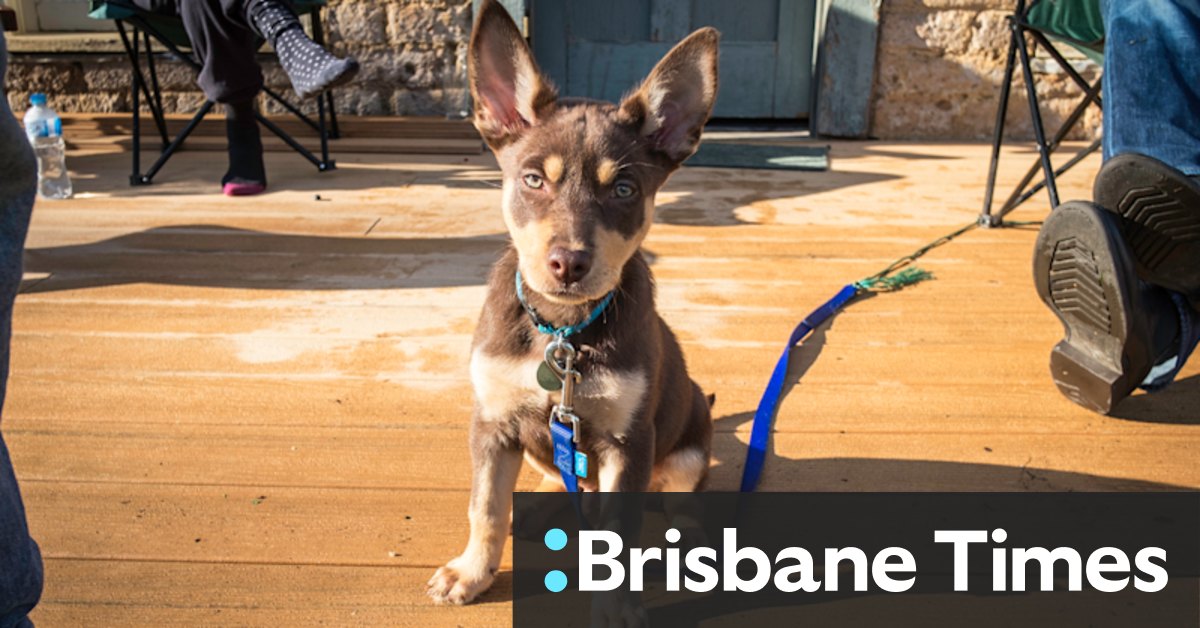 'I'm flat out most of the day.' A day in the life of a city dog - Vimarsana News