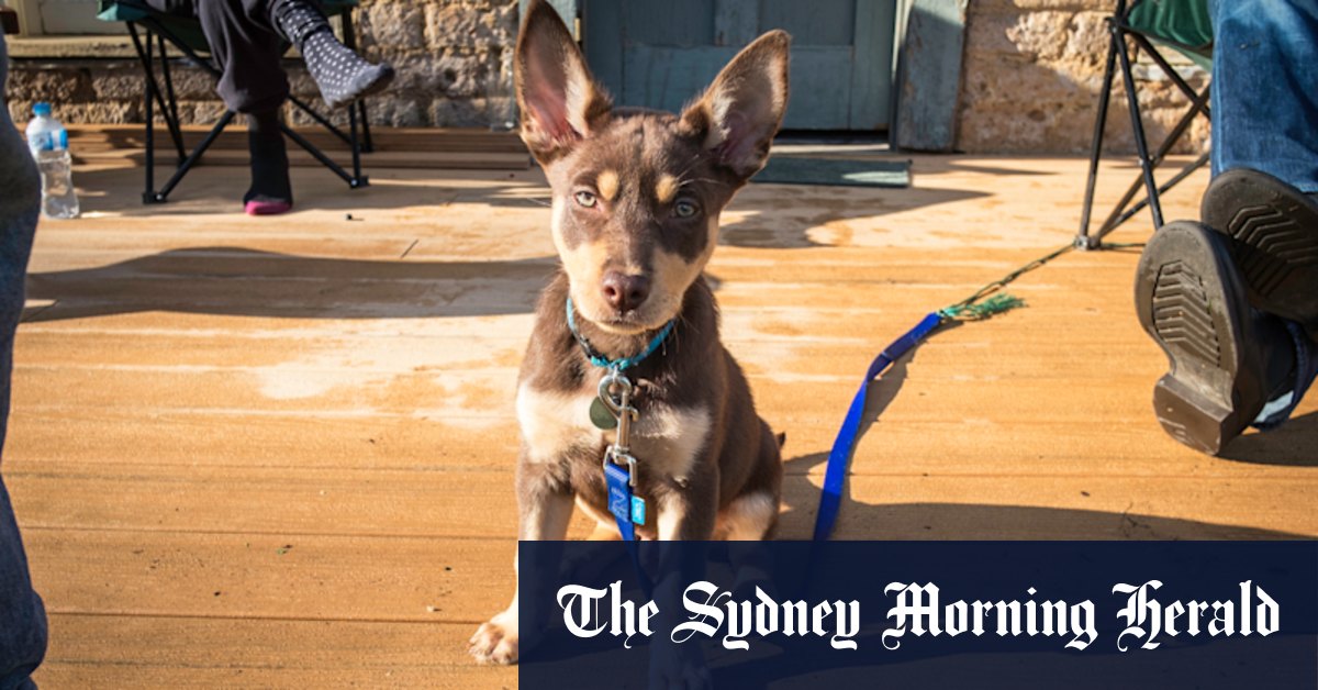 'I'm flat out most of the day.' A day in the life of a city dog - Vimarsana News