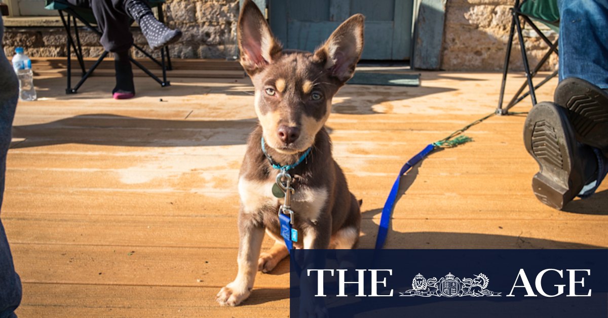 'I'm flat out most of the day.' A day in the life of a city dog - Vimarsana News