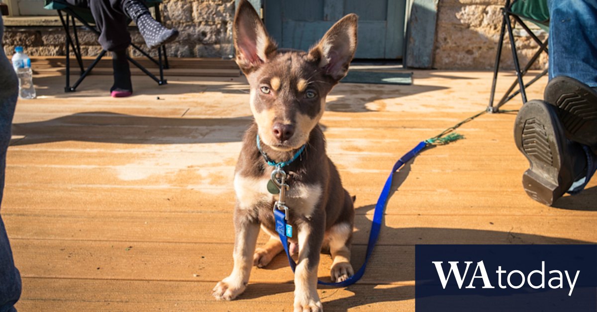 'I'm flat out most of the day.' A day in the life of a city dog - Vimarsana News