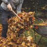 Why you should be saving all those fallen autumn leaves