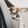 'Unadulterated happiness, mixed with a reckless passion for even more speed': why your dog loves road trips