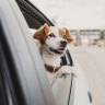Some animal behaviourists reckon dogs love road trips because they evoke the same euphoric sensations as hunting marathons with their wolf ancestors.