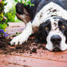The poisonous plants to keep your dog away from