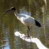 A white ibis from the book Melbirds, written by Michael Livingston and Cindy Hauser.
