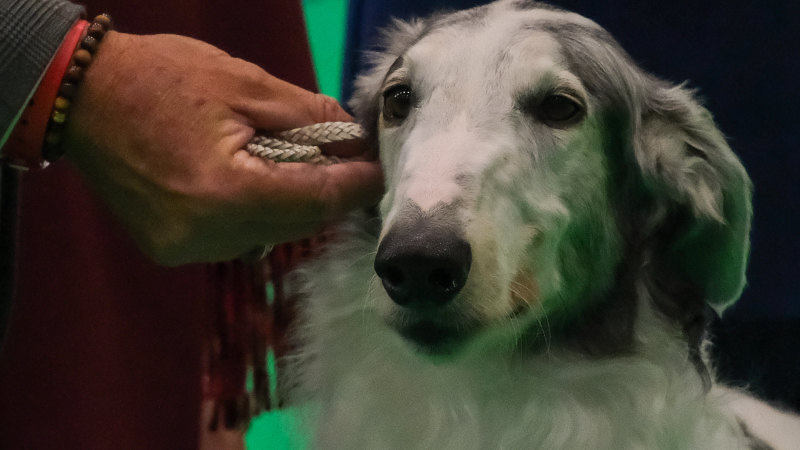 ‘Ultimate canine aristocrat’: Australia’s top dog scores a win at Crufts